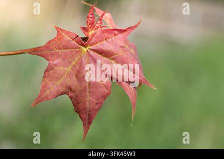 Foglie autunnali rosse crescono sull'albero. Una singola foglia brilla al sole. Foto Stock