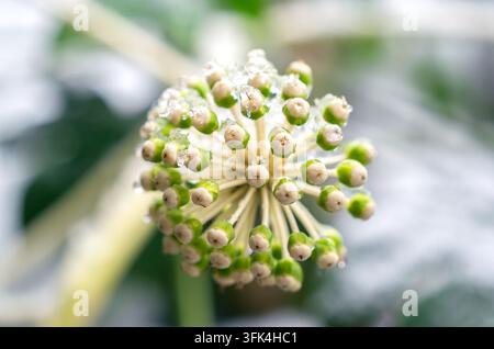 Vista ravvicinata di boccioli di fiori di edera verdi e bianchi su uno stelo di pianta coperto da goccioline di ghiaccio che si sciolgono Foto Stock