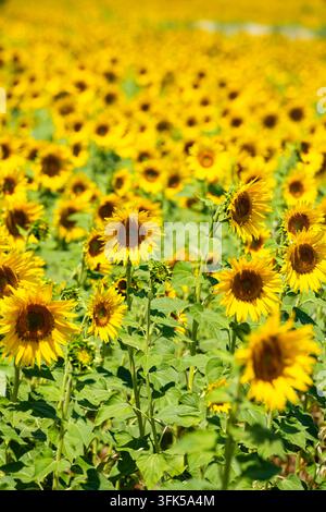 Denso campo di girasoli in piena fioritura sotto la luce estiva brillante nelle terre agricole rurali Foto Stock
