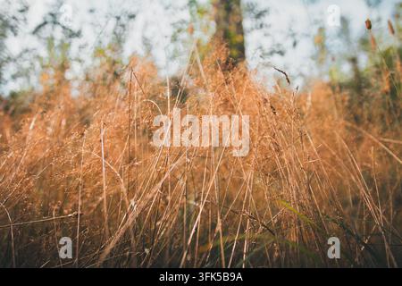 Erba dorata secca che riempie il primo piano di un campo illuminato dal sole, creando uno sfondo naturale caldo e strutturato che cattura l'essenza dell'autunno e la quieta bellezza dei paesaggi di prati selvatici Foto Stock