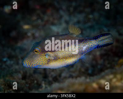 Pesce palla dal naso appuntito che nuota davanti a un ambiente di barriera corallina tropicale oscura Foto Stock
