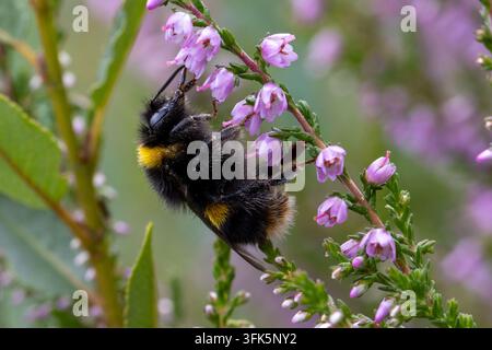 Api cuckoo della foresta che si nutre su fiori di erica Foto Stock