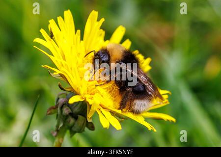 Ape cuculo della foresta su un fiore di tarassaco che impollina in giardino – primo piano macro natura Foto Stock