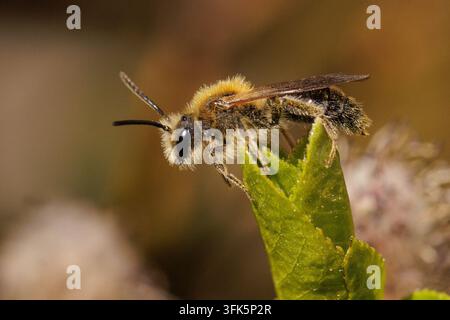 Ape miniera maschio con coda arancione che riposa su una foglia, macro fotografia di insetti impollinatori, fotografia a distanza ravvicinata Foto Stock