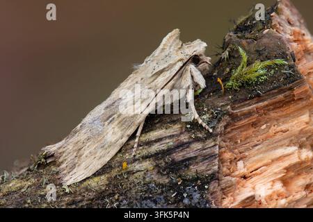 Falsa Notte Pallida che riposa su un tronco muschioso, ritratto macro in primo piano nell'habitat boschivo durante l'autunno Foto Stock