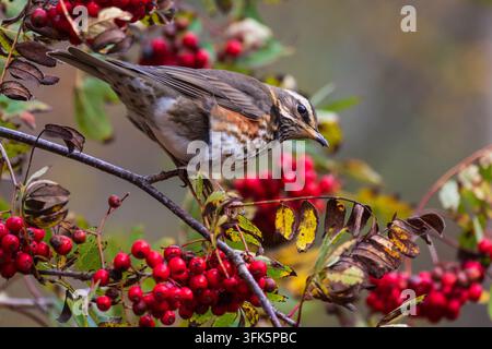Tordo rosso che si nutre di bacche di sorbo tra il fogliame autunnale, ritratto animaliero in primo piano Foto Stock