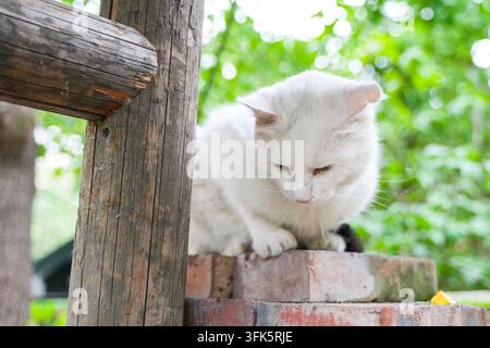 Gatto domestico bianco accovacciato sui gradini di mattoni rossi rustici di una fattoria rurale, che guarda curiosamente verso il basso Foto Stock