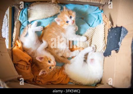 Tre gattini arancioni e bianchi sdraiati sulla schiena in una scatola di cartone, che guardano curiosi verso l'alto Foto Stock