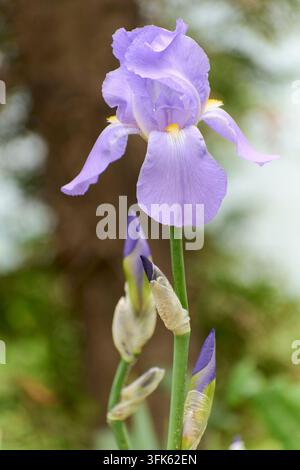 Bella iris profumata (Iris pallida) nel giardino in primavera durante la fioritura Foto Stock
