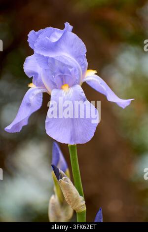 Bella iris profumata (Iris pallida) nel giardino in primavera durante la fioritura Foto Stock