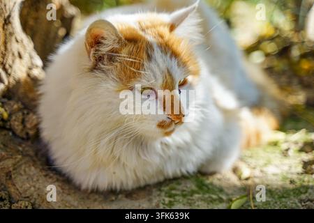 Gatto a pelo lungo arancione e bianco che fa la nanna accanto alla radice di un albero Foto Stock