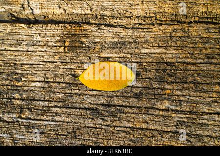 Scatto dall'alto di foglie gialle cadute su una superficie di legno consumata Foto Stock