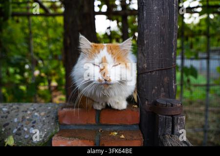 Gatto arancione che fa un pisolino con gli occhi chiusi accanto a un muro di mattoni rossi Foto Stock