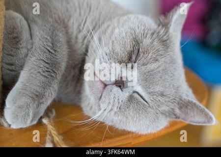 Gatto British Shorthair grigio dormiente sulla piattaforma in legno di un albero per gatti Foto Stock
