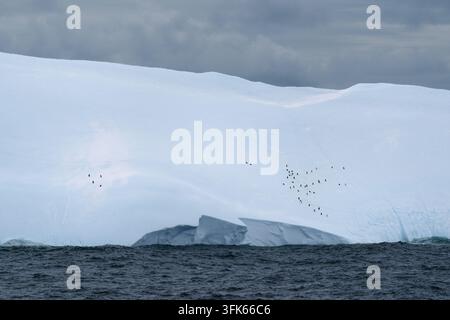 Vista di un gruppo di pinguini in piedi su un immenso iceberg tinto di blu che galleggia nelle acque oscure dell'oceano delle Isole Orcadi del Sud Foto Stock