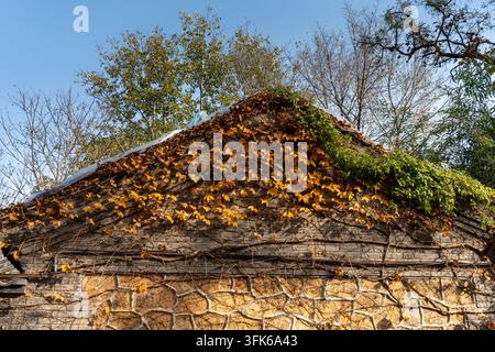 Fogliame autunnale di edera su architettura antica nel tardo autunno, paesaggio autunnale scenografico Foto Stock