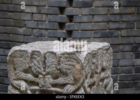 Passeri che beccano su una fondazione in pietra scolpita Foto Stock