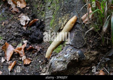Lumaca che striscia su legno in decomposizione accanto a un tronco d’albero coperto di muschio sul suolo della foresta. Foto Stock
