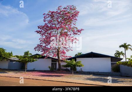 Vista panoramica di un albero Ipe rosa contro il cielo blu con petali caduti a terra nella foresta amazzonica in Brasile Foto Stock