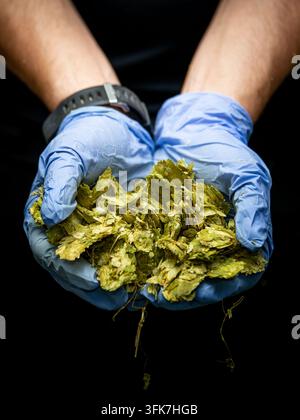 Mani che tengono luppolo utilizzato per creare birra artigianale e IPA Foto Stock