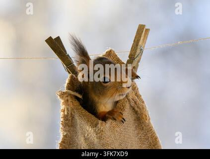 Scoiattolo rosso nascosto in un sacco, Scoiattolo rosso, scoiattolo, Sciurus vulgaris, Scoiattolo rosso eurasiatico, Svezia Foto Stock