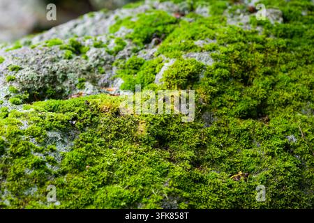 Incredibili dettagli macro di muschio verde lussureggiante che cresce su una grande roccia, evidenziando le delicate texture e la resilienza della vita botanica nella foresta Foto Stock