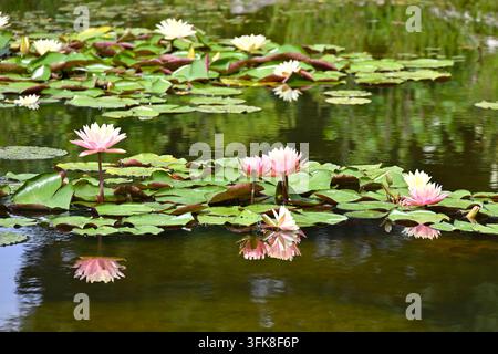 Ninfee fiorite in estate, rosa e bianche, tra cui Nymphaea, Waterlily Peach Glow su uno stagno nel Regno Unito a giugno Foto Stock