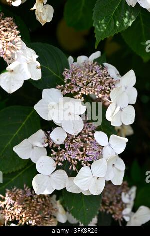 Fiori estivi bianchi di Hydrangea macrophylla 'Veitchii' AGM che crescono in un giardino del Regno Unito a giugno Foto Stock