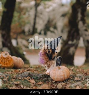 Yorkshire Terrier posa in un cappello nero a punta sopra un zucca nel bosco. Scheletri, ragnatele e foglie autunnali aggiungono un’atmosfera spettrale e giocosa per le festività Foto Stock