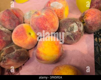 Prima piano di pesche piatte marcite ricoperte di muffa bianca vellutata e decadimento all'interno di un contenitore di plastica del negozio Foto Stock