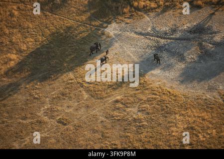 Vista aerea di elefanti che camminano attraverso le praterie secche del delta dell'Okavango a Maun, Distretto Nordoccidentale, Botswana. Foto Stock