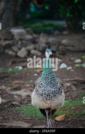 Fotografia macro verticale di una pavona in posa graziosa sul terreno in un parco naturale con pietre sullo sfondo. Foto Stock
