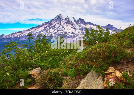 Prato di fiori selvatici e vista sui picchi innevati dal Paradise Trail a Mount Rainier, Washington Foto Stock