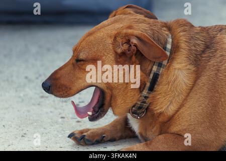 Cane che sbadiglia mentre riposa a terra Foto Stock