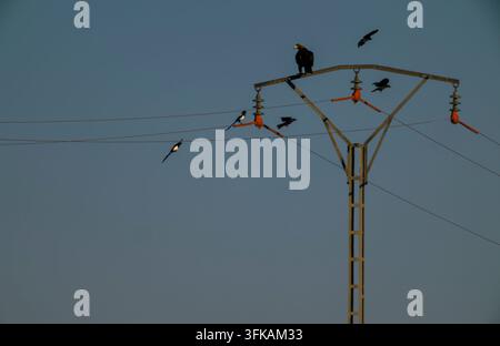 Uccelli si appollaiano e volano vicino a una struttura di linea elettrica. Un uccello fa la guardia in cima al braccio trasversale della torre. Il crepuscolo getta una luce soffusa sulla scena. Cavo aereo Foto Stock