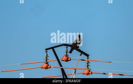 Uccello nero si appollaia sulle linee elettriche contro un cielo blu chiaro. Isolatori arancioni pendono da una struttura metallica. L'uccello guarda in avanti, calmo e vigile. Ideale per Foto Stock