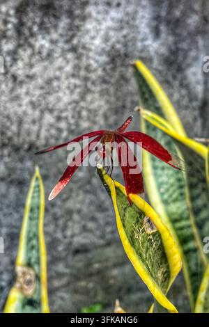 Libellula rossa appollaiata su una foglia di pianta tropicale a Bali, Indonesia, il 13 aprile 2026. Foto Stock