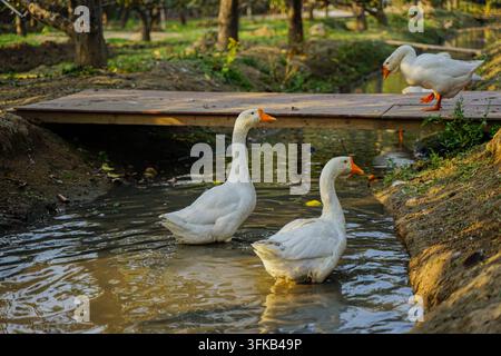 Due grandi oche bianche in piedi nell'acqua del canale Foto Stock