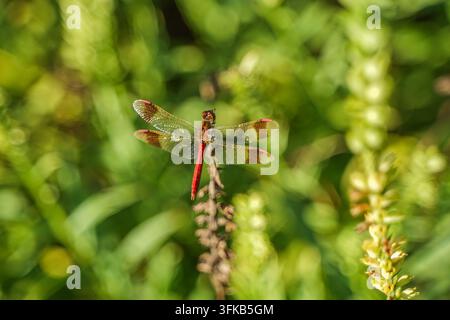Libellula rossa che distende le ali mentre si appollaia su uno stelo d'erba Foto Stock