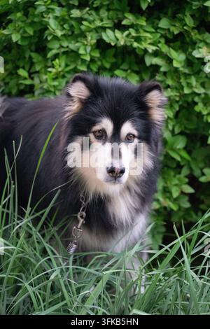 Akita bianco e nero che guarda la fotocamera nell'erba Foto Stock