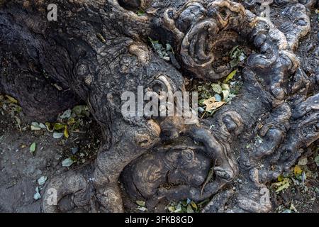 Prima di radici di un albero antico nodoso con forme contorte uniche, che mostrano la texture ruvida naturale e i dettagli della vegetazione organica sul terreno Foto Stock