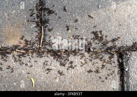 Esercito di formiche in marcia su piastrelle da pavimento esterne, mondo macro della migrazione della vita degli insetti Foto Stock