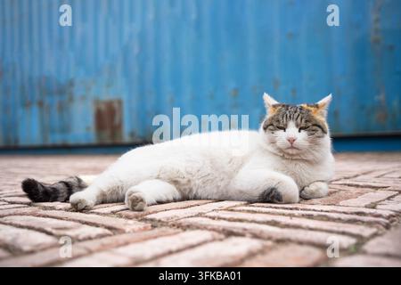Gatto arancione e bianco sdraiato davanti a un muro blu Foto Stock