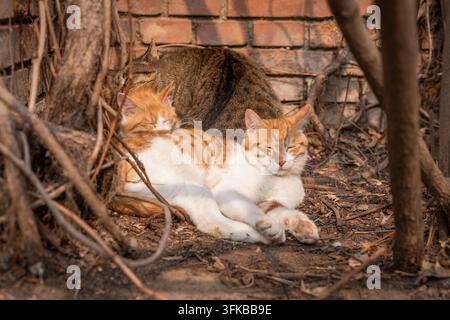 Gatto randagio tigrato arancione e gatto tigrato che dormono al sole vicino a un muro di mattoni rossi Foto Stock