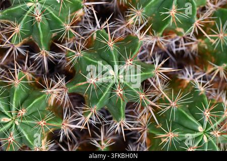 Top vie wof primo piano di piante di cactus Foto Stock