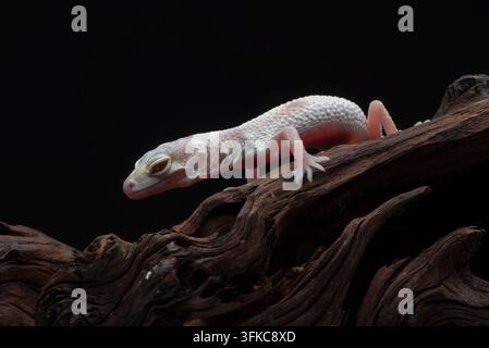 Gechi leopardo (Eublepharis macularius) su sfondo nero Foto Stock