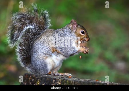 Scoiattolo grigio adulto sciurus carolinensis Foto Stock