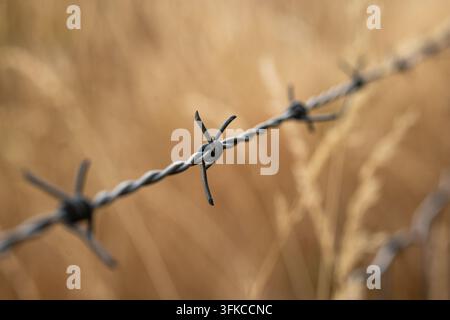 Vista macro di un filo spinato che si estende diagonalmente nel fotogramma con spine affilate a fuoco, su uno sfondo sfocato caldo di dorato f Foto Stock
