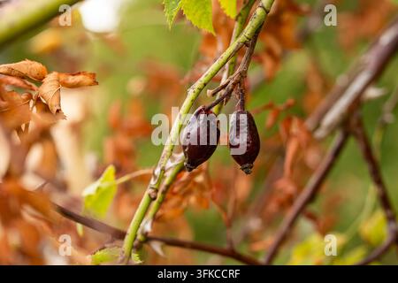 Fotografia in primo piano che mostra due bacche di rosa selvatica marrone scuro raggrinzite appese a uno stelo di rosa selvatica circondate da foglie secche marroni nel tardo autunno in natura Foto Stock