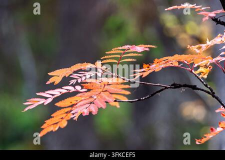 Ramo autunnale con foglie vibranti arancioni e rosse Foto Stock